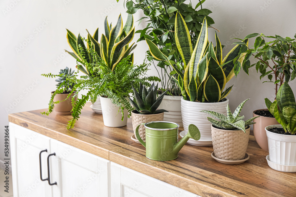 Different houseplants on counters near light wall