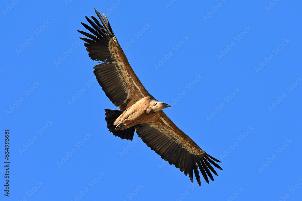 Fototapeta premium Griffon vulture // Gänsegeier (Gyps fulvus) - Monfrague, Extremadura, Spain