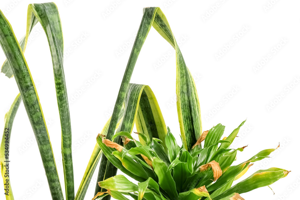 Obraz premium Wilted plants on white background