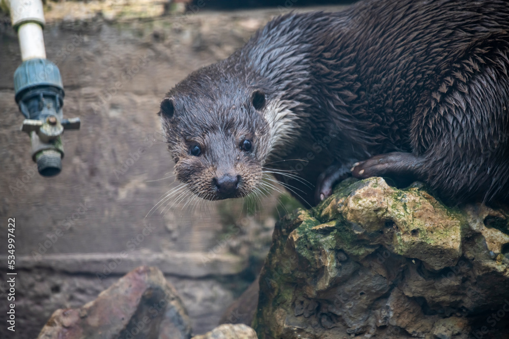 a large brown river otter came out of the water for lunch a large brown river otter came out of the water for lunch