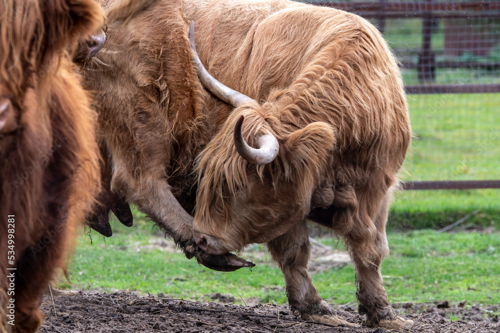 brown tibetan yaks with long hair on a green lawn brown tibetan yaks with long hair on a green lawn