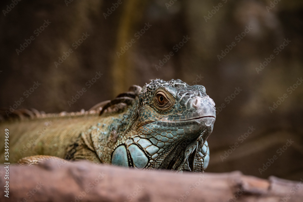 Fototapeta premium blue tropical iguana close up