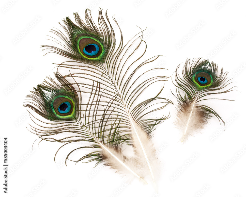Naklejka premium Three peacock feathers isolated on white background