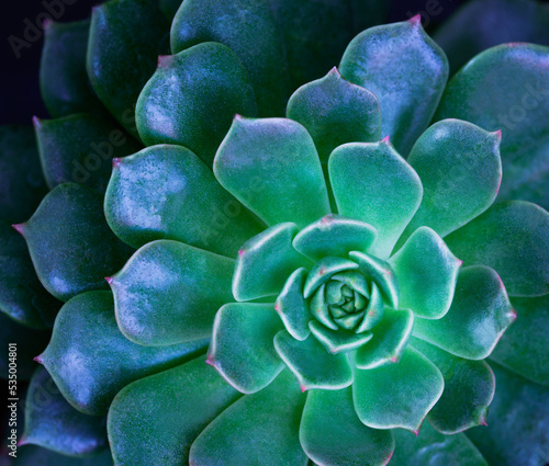 Close-up top view macro exotic succulents leaves abstract soft blue green dark background.Flat lay nature botanical wallpaper desktop,desert ornamental indoor plant backdrop, website cover design.