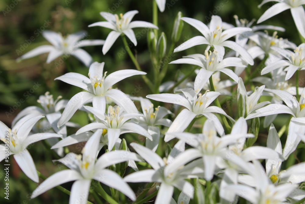 Obraz premium Ornithogalum of bulbous herbaceous plants of the Hyacinth family subfamily 