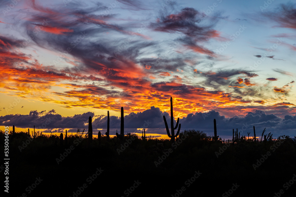 Brilliantly colored sunset in Arizona's Sonoran desert. Silhouetted landscape dotted with Saguaro cactus against a backdrop of clouds brilliantly colored orange. 
