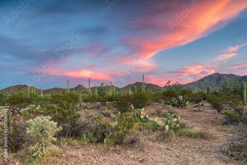 Arizona's Sonoran desert at dusk. Saguaro and other cactus cover the desert floor; Blue sky above filled with brilliant pink clouds. 