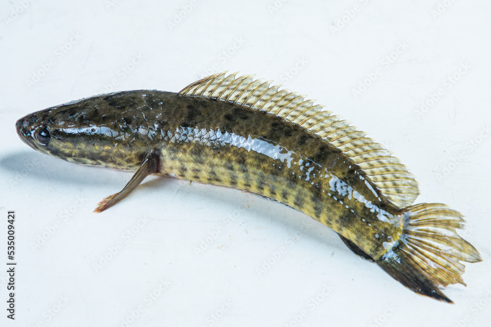 Telo Taki or Spotted snakehead, Channa punctata or Spotted snakehead that found in thousands of rivers and ponds Telo Taki or Spotted snakehead, Channa punctata or Spotted snakehead that found in thousands of rivers and ponds