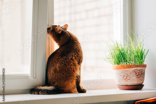 Domestic red somali breed cat sit next to the green grass for his meal on the windowsill