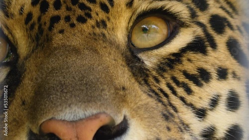Close up of jaguar head looking into camera photo