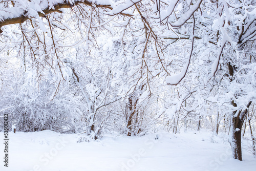 trees covered with snow in the forest on a winter day. Beauty of nature