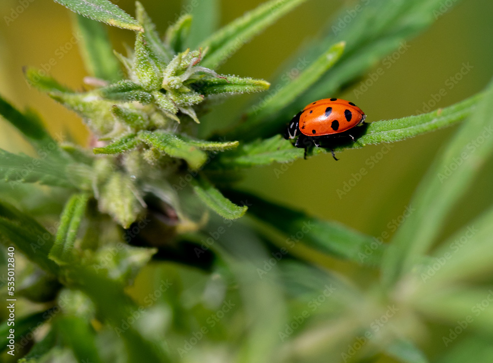 Obraz premium ladybug on a leaf