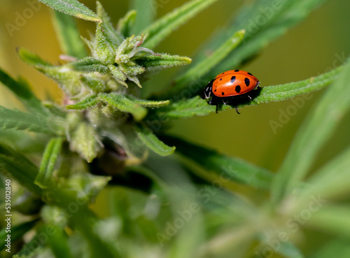 ladybug on a leaf © Bruce