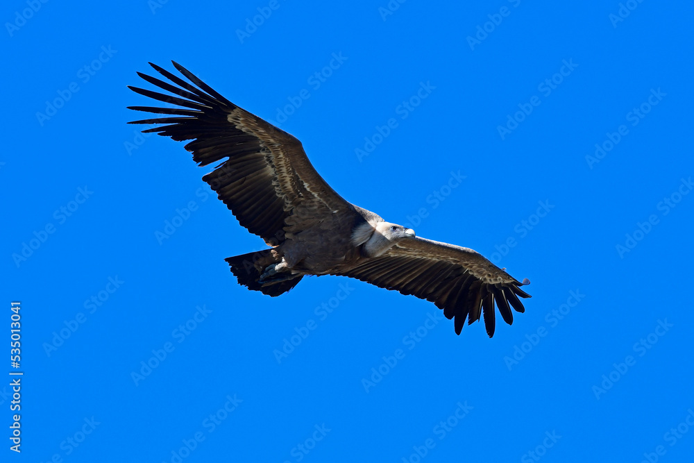 Fototapeta premium Griffon vulture // Gänsegeier (Gyps fulvus) - Monfrague, Extremadura, Spain