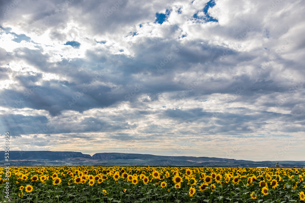 România, europe, sunflower, cloud, 