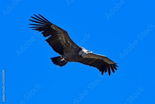 Griffon vulture    G  nsegeier  Gyps fulvus  - Monfrague  Extremadura  Spain