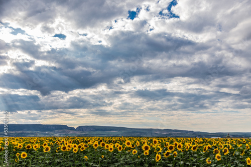 România, europe, sunflower, cloud, 