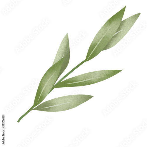 Watercolor green leaf branches or floral illustration for wedding stationery, greetings, background ornament © Ymz_Design