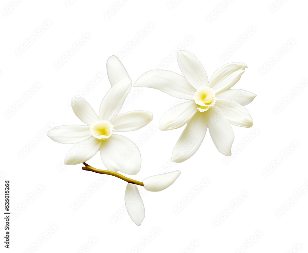 Obraz premium Vanilla flowers on white background. Vanilla is a spice derived from orchids of the genus Vanilla, primarily obtained from pods of the Mexican species, flat-leaved vanilla (V. planifolia)