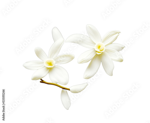 Vanilla flowers on white background. Vanilla is a spice derived from orchids of the genus Vanilla, primarily obtained from pods of the Mexican species, flat-leaved vanilla (V. planifolia) © Nenov Brothers