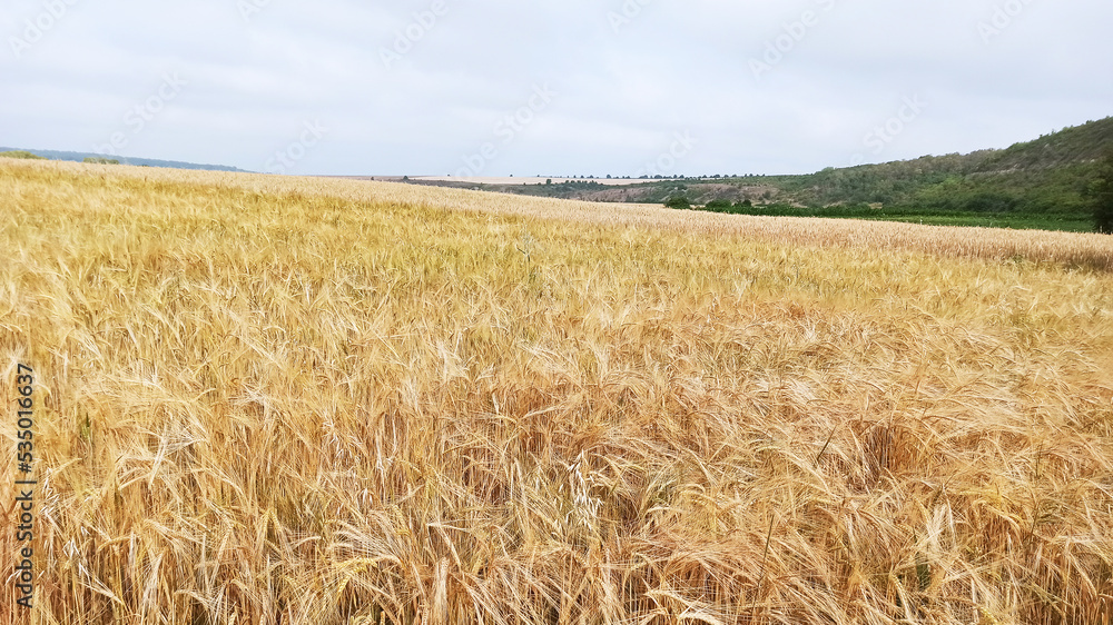 Grown crop of cereals, wheat seeds close-up