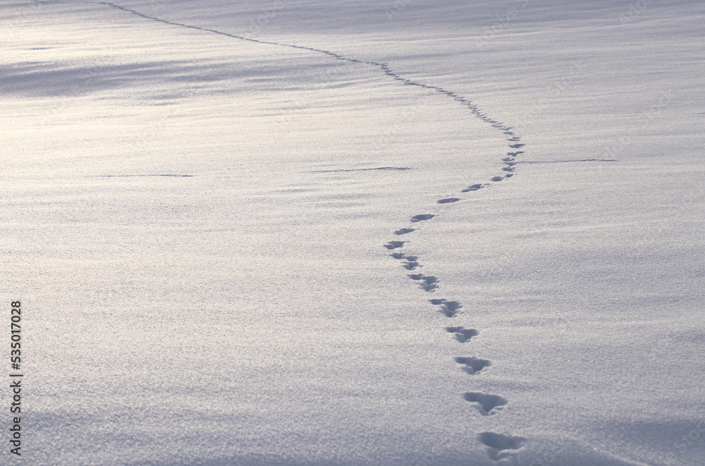 Spuren im Schnee Spuren im Schnee