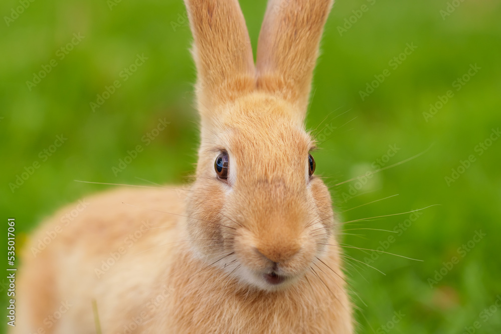 Happy funny red rabbit with a smile close-up Happy funny red rabbit with a smile close-up