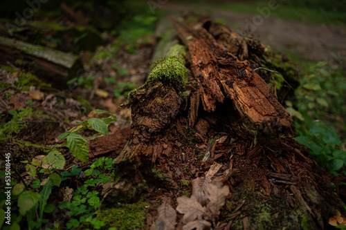 Ecosystem - Fallen tree - trunk from the inside with overgrown moss and leaves next to it - Forest in autumn