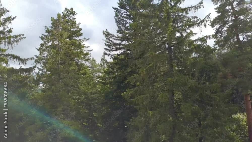 Forest Aerial - drone flight recording Forest Aerial - drone flight recording