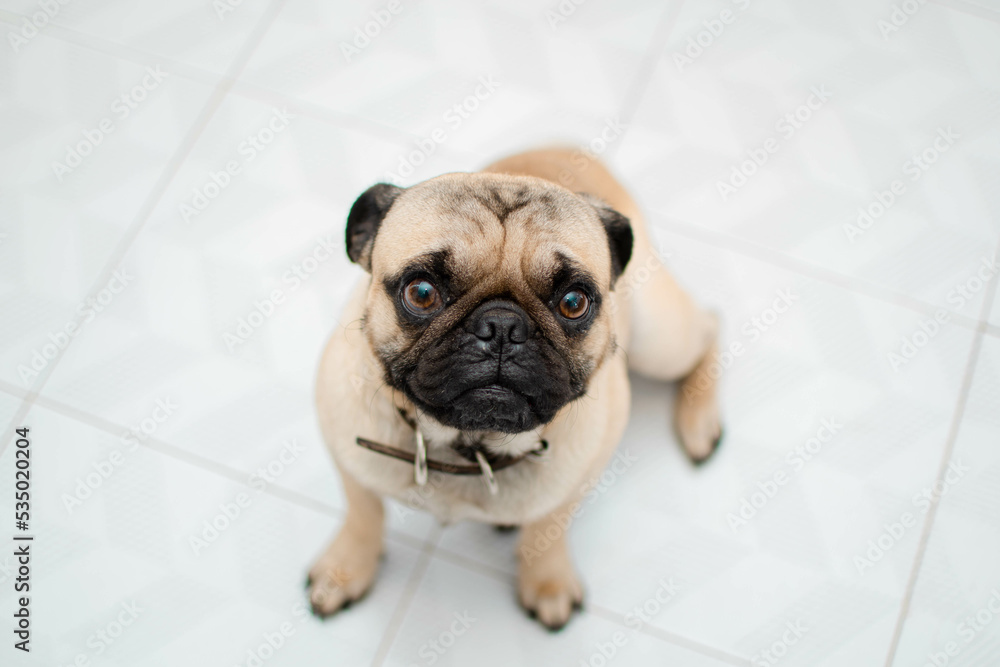 Perro de la raza Pug mirando a la camara esperando y sentado en el suelo de  una casa Stock Photo | Adobe Stock