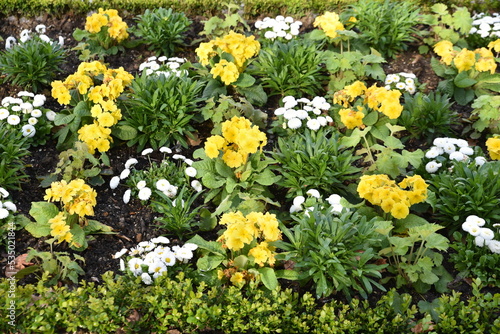 Primevères jaunes pâquerettes blanches au jardin 