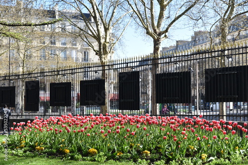 Massif de tulipes roses au jardin du Luxembourg à Paris. France