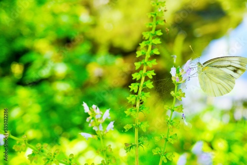 うす紫の野草の花から蜜を吸うモンシロチョウ
 photo