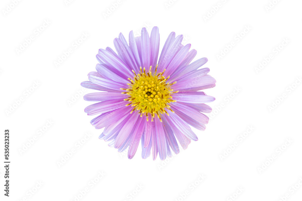 Rice button aster flower head isolated on white