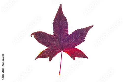 American sweetgum leaf, isolated on white background