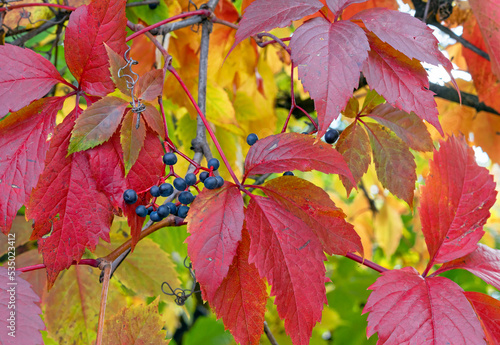 Red leaves of girlish grapes or Virginia creeper, Parthenocissus quinquefolia. Natural colors of autumn. photo