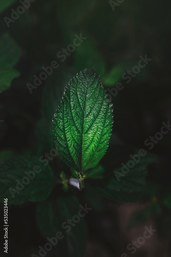 Green tea leaf. High quality photo of nature.