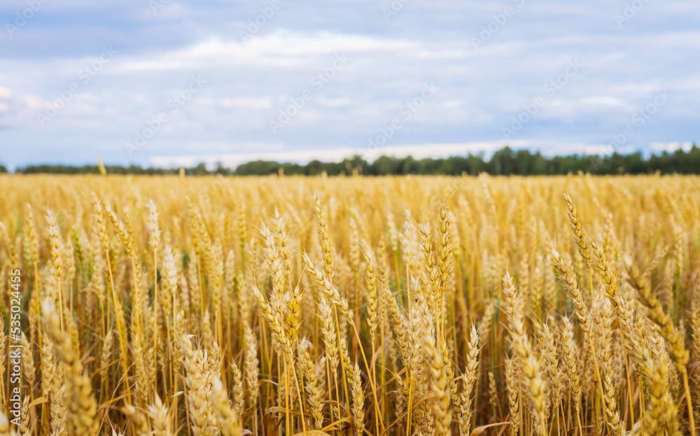 Ripe golden wheat spikelets on the field in warm autumn day. Autumn landscape. Agriculture industry. Ripe golden wheat spikelets on the field in warm autumn day. Autumn landscape. Agriculture industry.