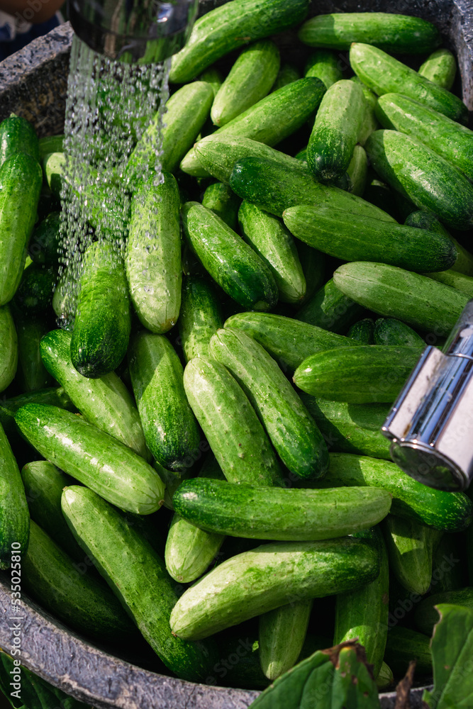 washing cucumber after harvesting, food safety washing cucumber after harvesting, food safety