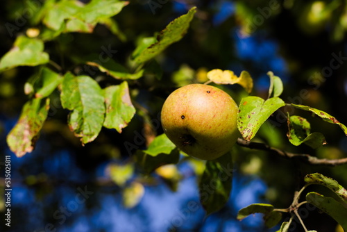 Ekologiczne jabłko na drzewie