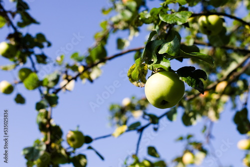 Jabłko papierówka na drzewie © Karol