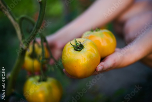 Ogrodnik zbiera żółte pomidory