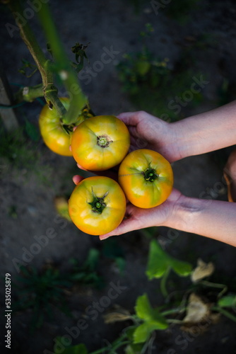 Świeże pomidory w dłoniach ogrodnika