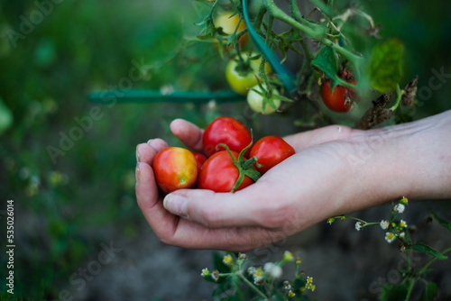 Młode pomidory w dłoniach © Karol