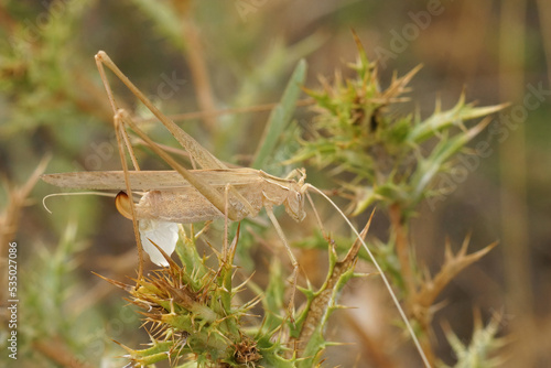 Foto Closeup on a Mediterranean green male Lily bush-cricket, Tylopsis lilifolia