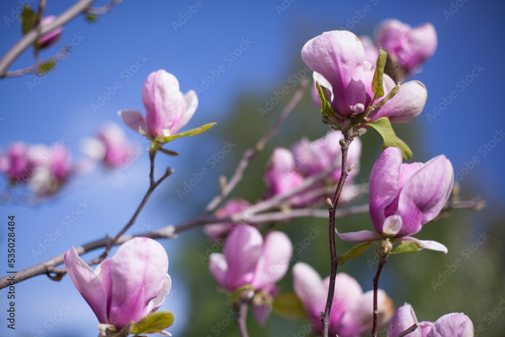 Obraz premium lots of pink magnolia flowers on bare branches without leaves against the background of other flowers and the sky, botanical garden in Kiev