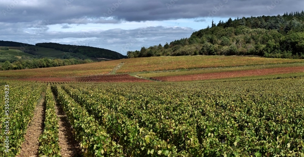 Vignoble  d'automne à Mercurey en Bourgogne.