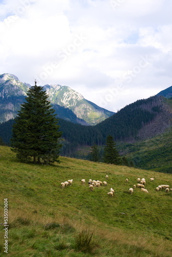 Wypas owiec w Tatrach