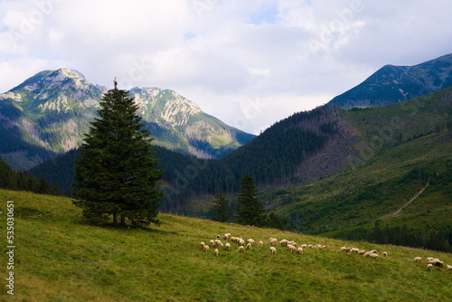 Górski wypas owiec