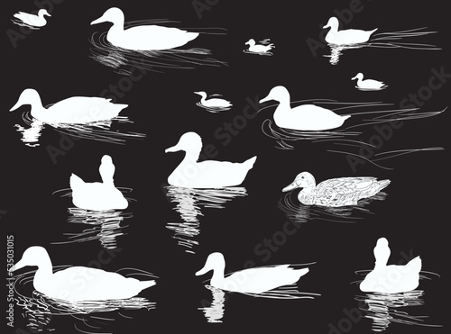 nine swiming ducks isolated on black